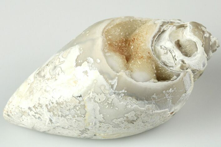 Chalcedony Replaced Gastropod With Sparkly Quartz - India #188778